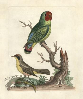 Edwards Parrot 30.jpg